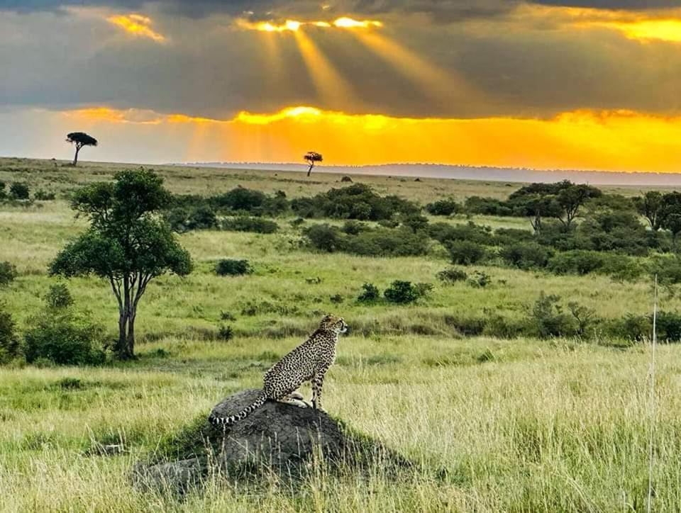 Leruk Maasai Mara Camp Hotell Sekenani Eksteriør bilde