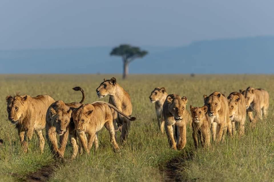 Leruk Maasai Mara Camp Hotell Sekenani Eksteriør bilde