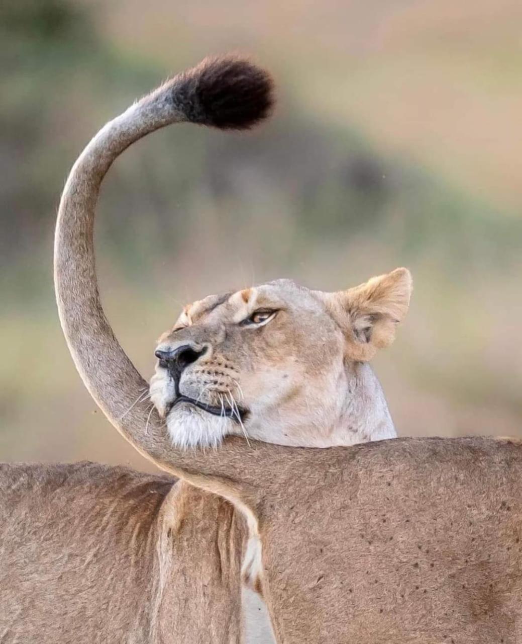 Leruk Maasai Mara Camp Hotell Sekenani Eksteriør bilde