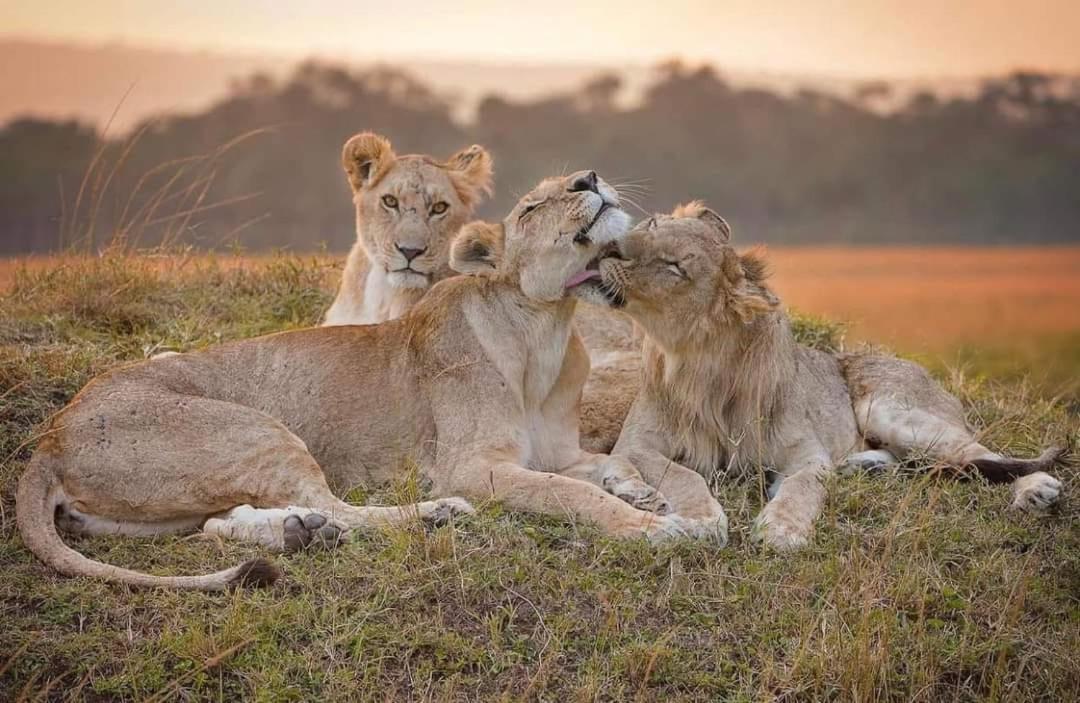 Leruk Maasai Mara Camp Hotell Sekenani Eksteriør bilde