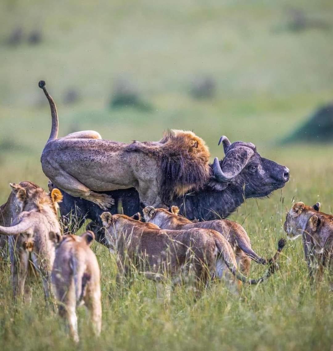 Leruk Maasai Mara Camp Hotell Sekenani Eksteriør bilde