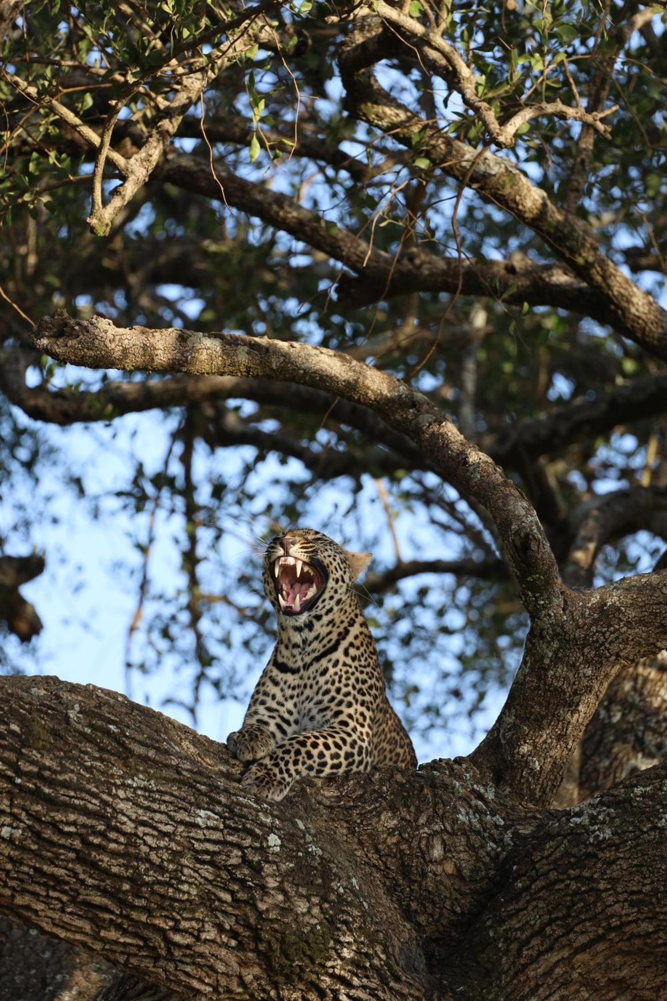 Leruk Maasai Mara Camp Hotell Sekenani Eksteriør bilde